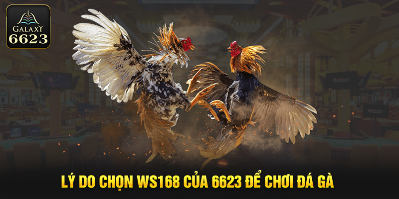 Lý do chọn WS168 của 6623 để chơi đá gà 