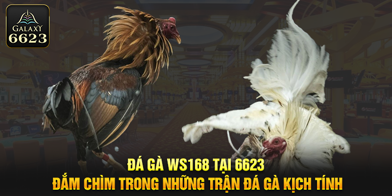 Đá gà WS168 tại 6623 - đắm chìm trong những trận đá gà kịch tính